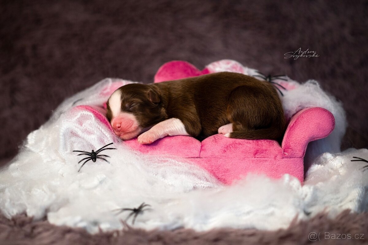 Miniaturní americký ovčák - Belen Phoenix pejsek - 2