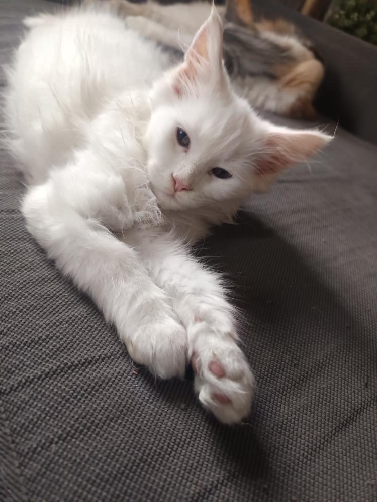 Mainská mývalí koťátka - 2