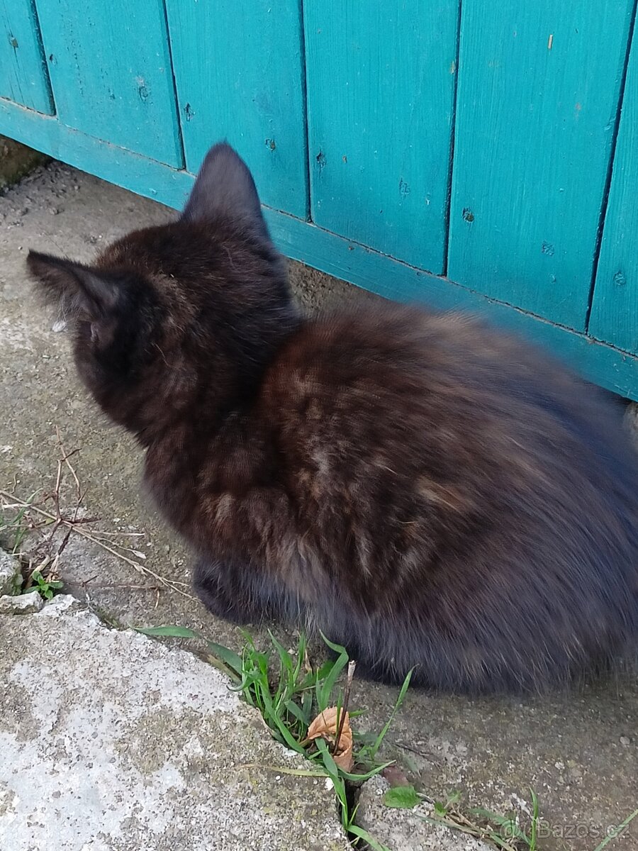 Daruji koťátko - 2