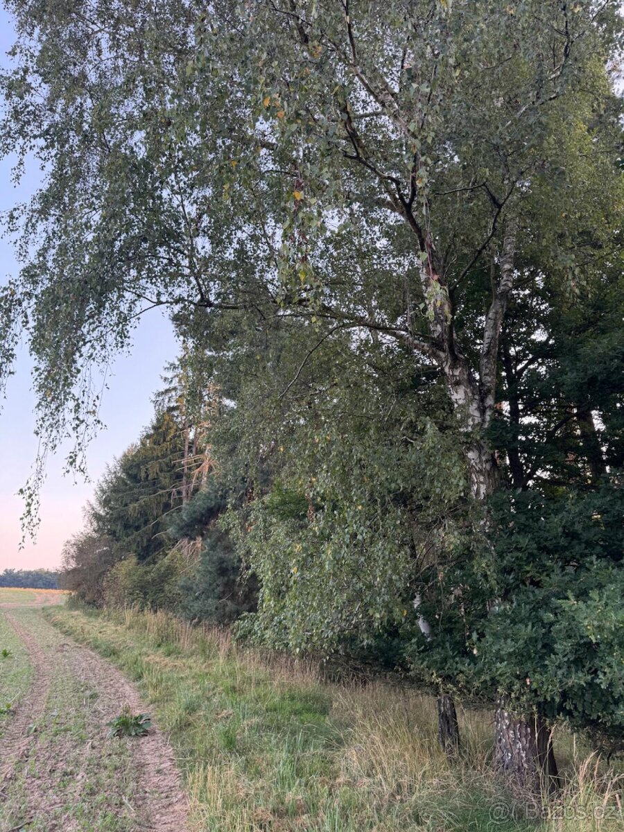 Prodej lesního pozemku v k.ú. Horní Bukovina - 2
