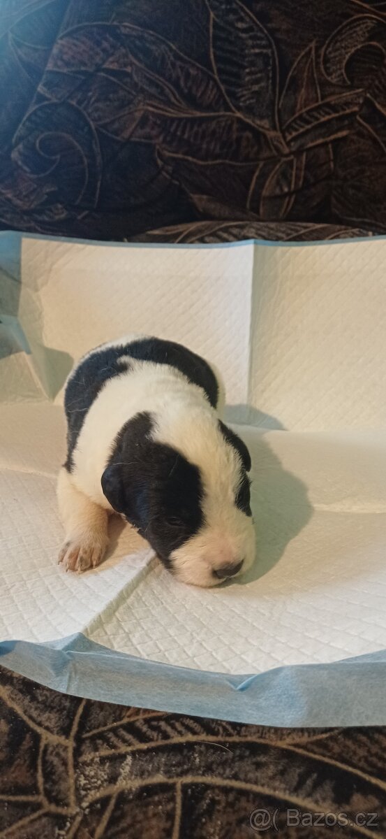 Štěňátka SAO - 2