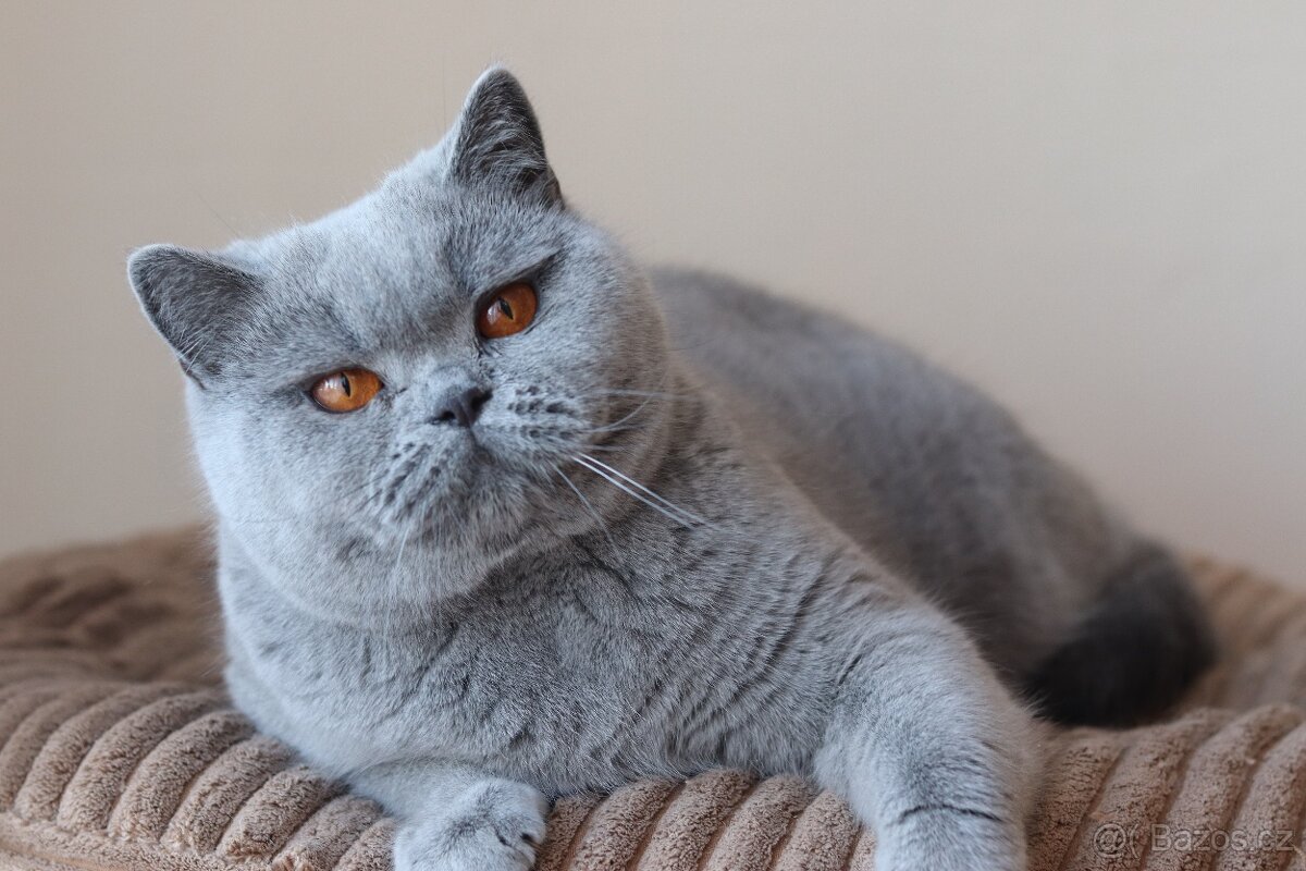 Britská koťátka s PP - 2