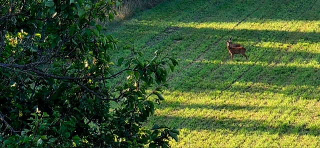 Predáme chalupu s obrovským pozemkom - 2