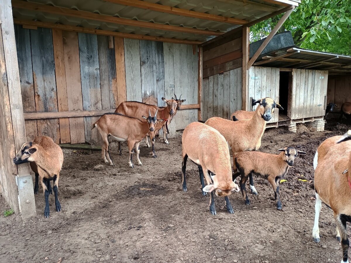 Kamerunské ovce - 2