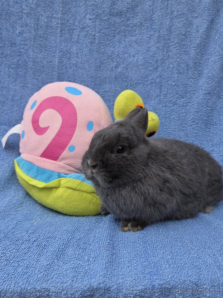 Mini miminka přeprava po celé ČR - 2