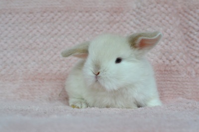 Samička Malvína - 2