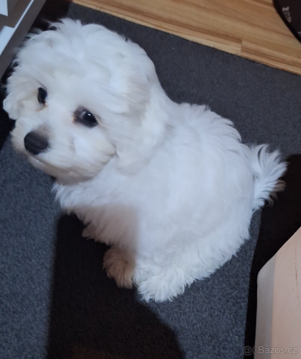 Bišonik na predaj - 2