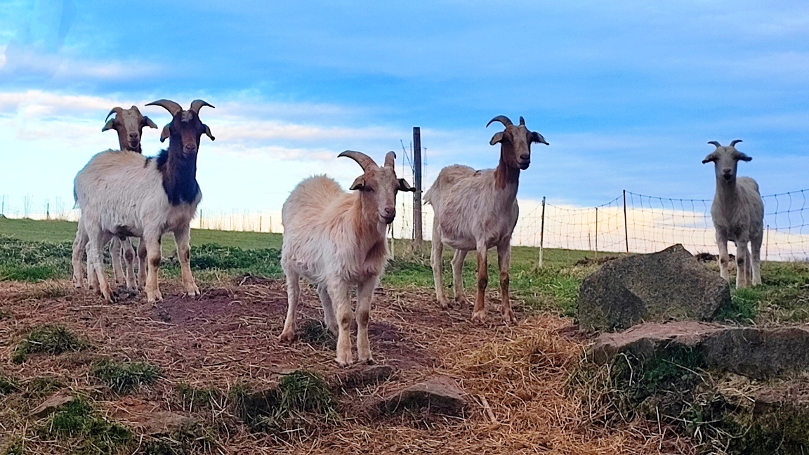 Kozlíci na výpas - 2