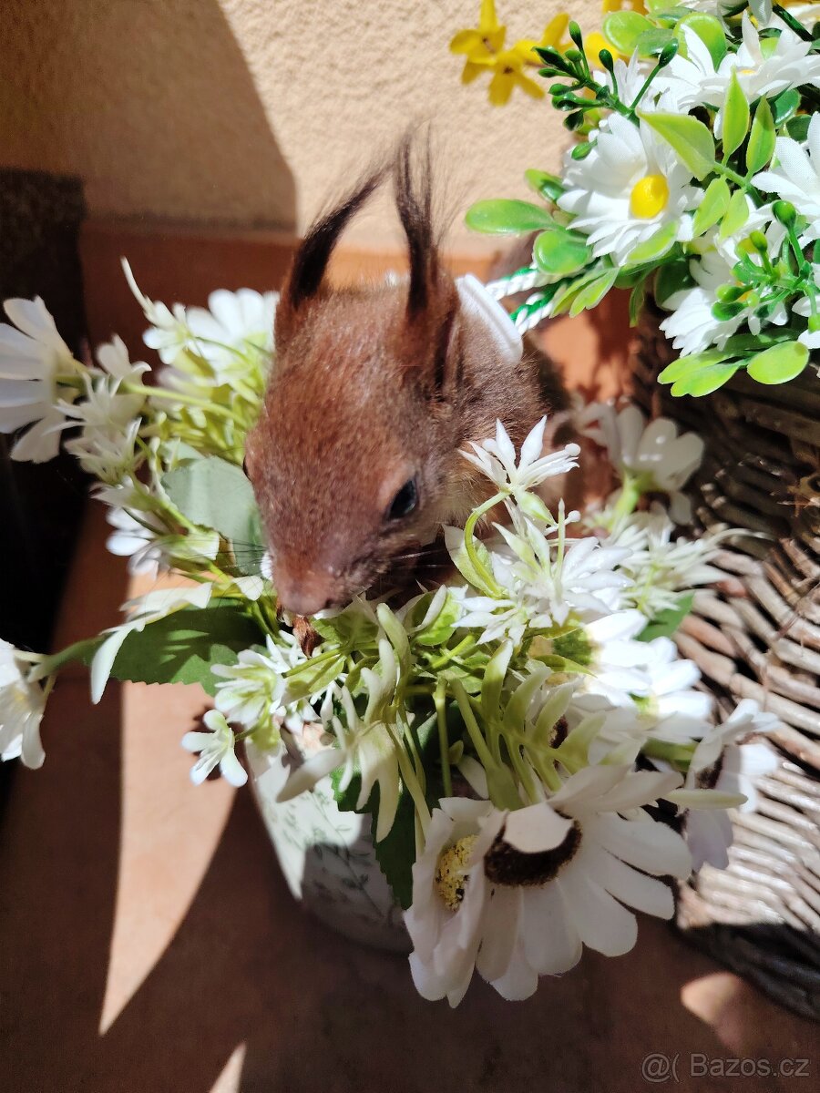 Veverka obecná Sciurus vulgaris - 2