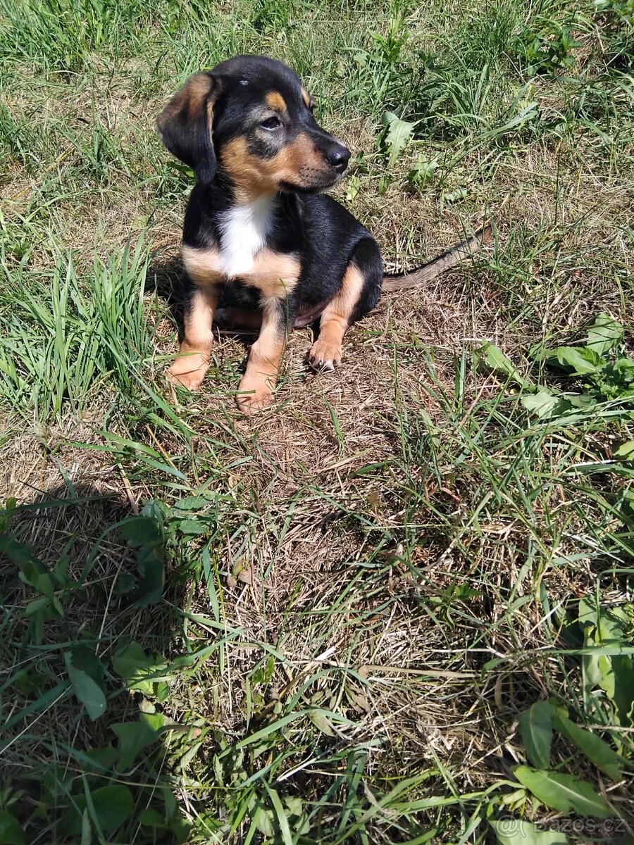 Jezevčík kříženy - 2