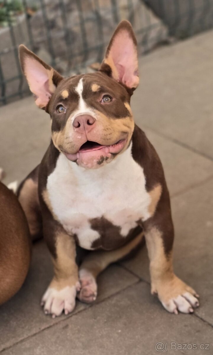 American bully - 2