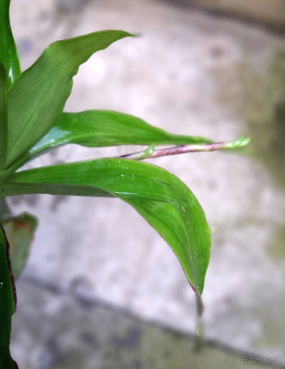 Calisie, tradescantia - 2