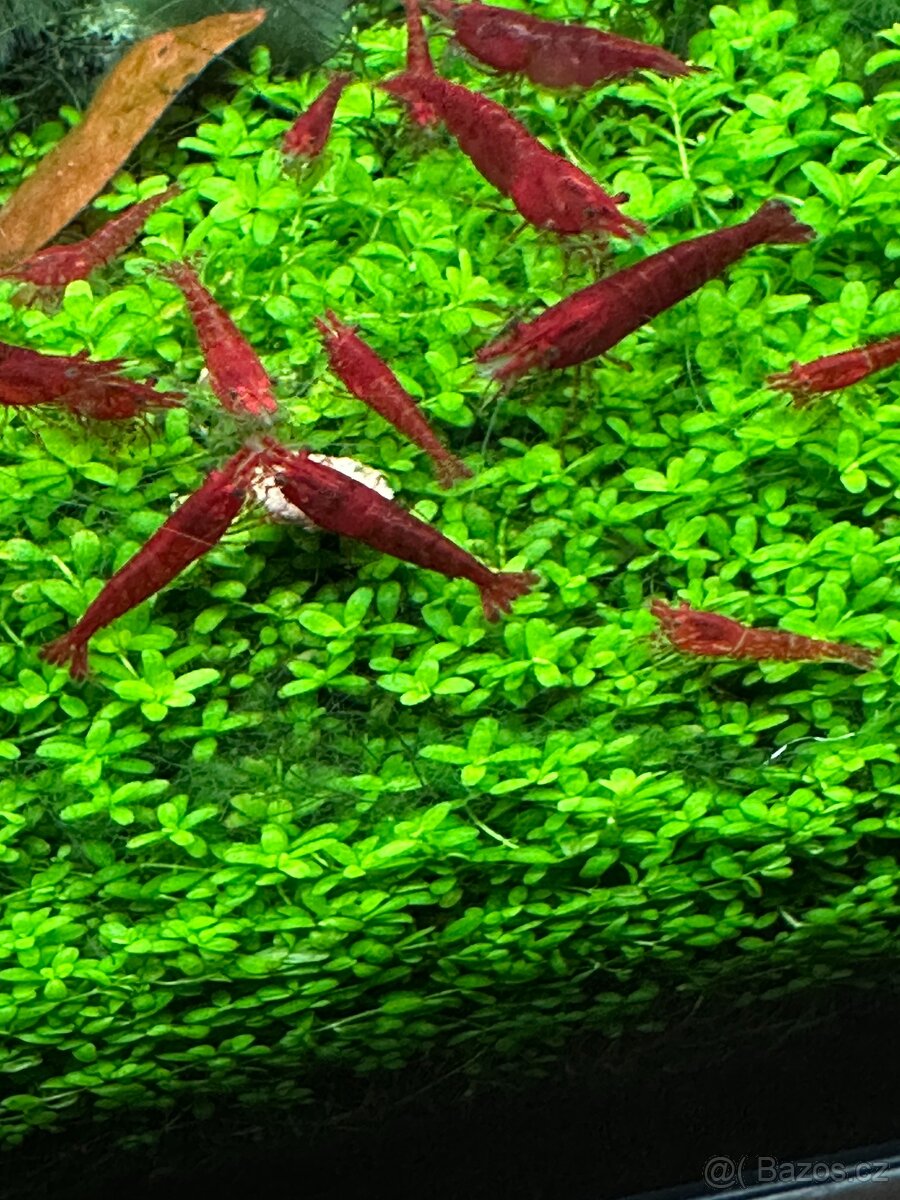 KREVETKY - Neocaridina davidi - SAKURA RED - 2