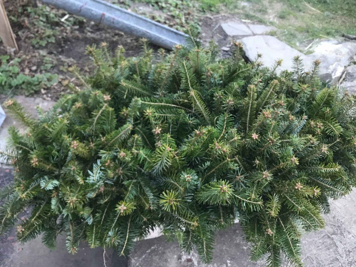 Sazenice okrasných jehličnanů - 2