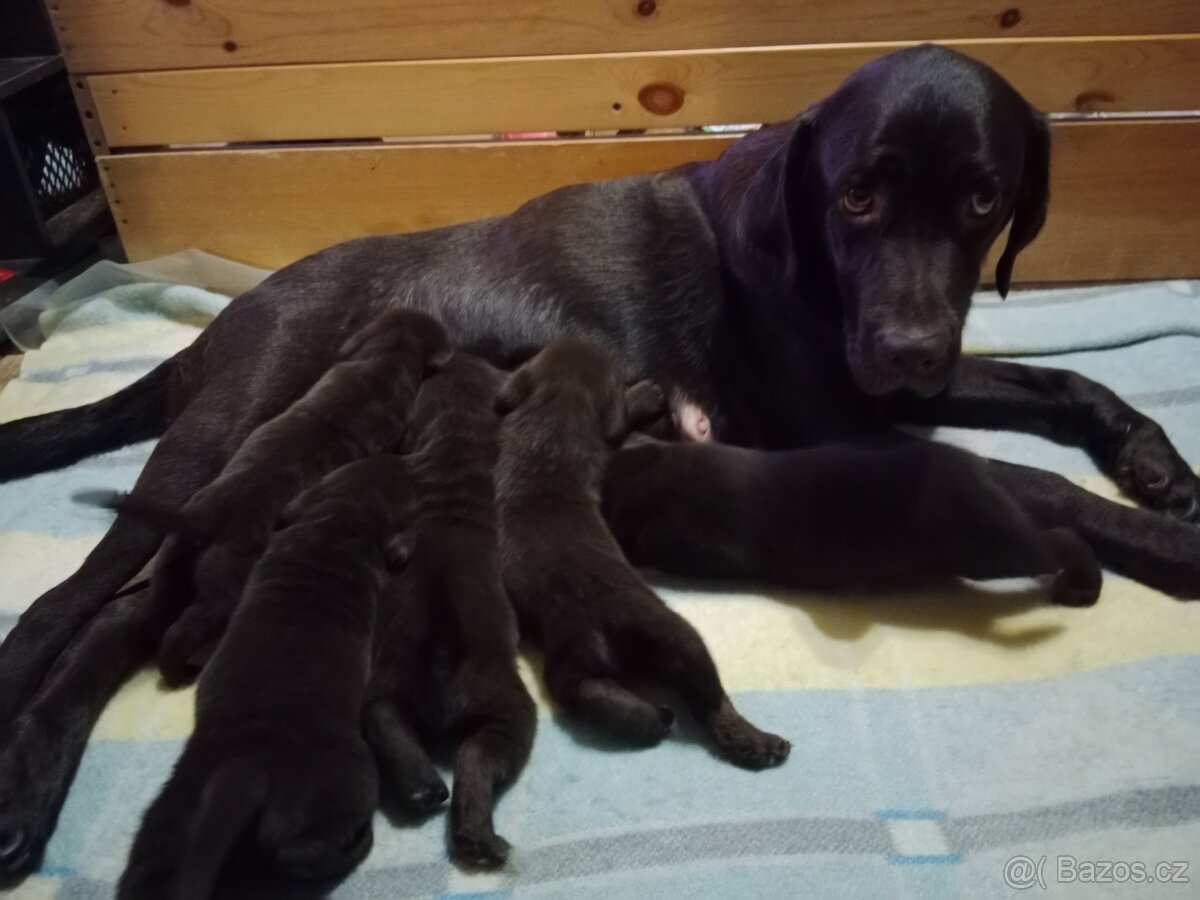 Labradorský retrívr štěně - 2