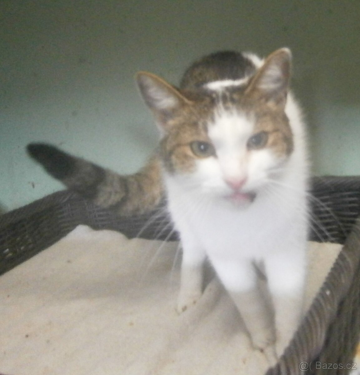 Milý, komunikativní bílomourovaný Oliver, 7-8letý - 2