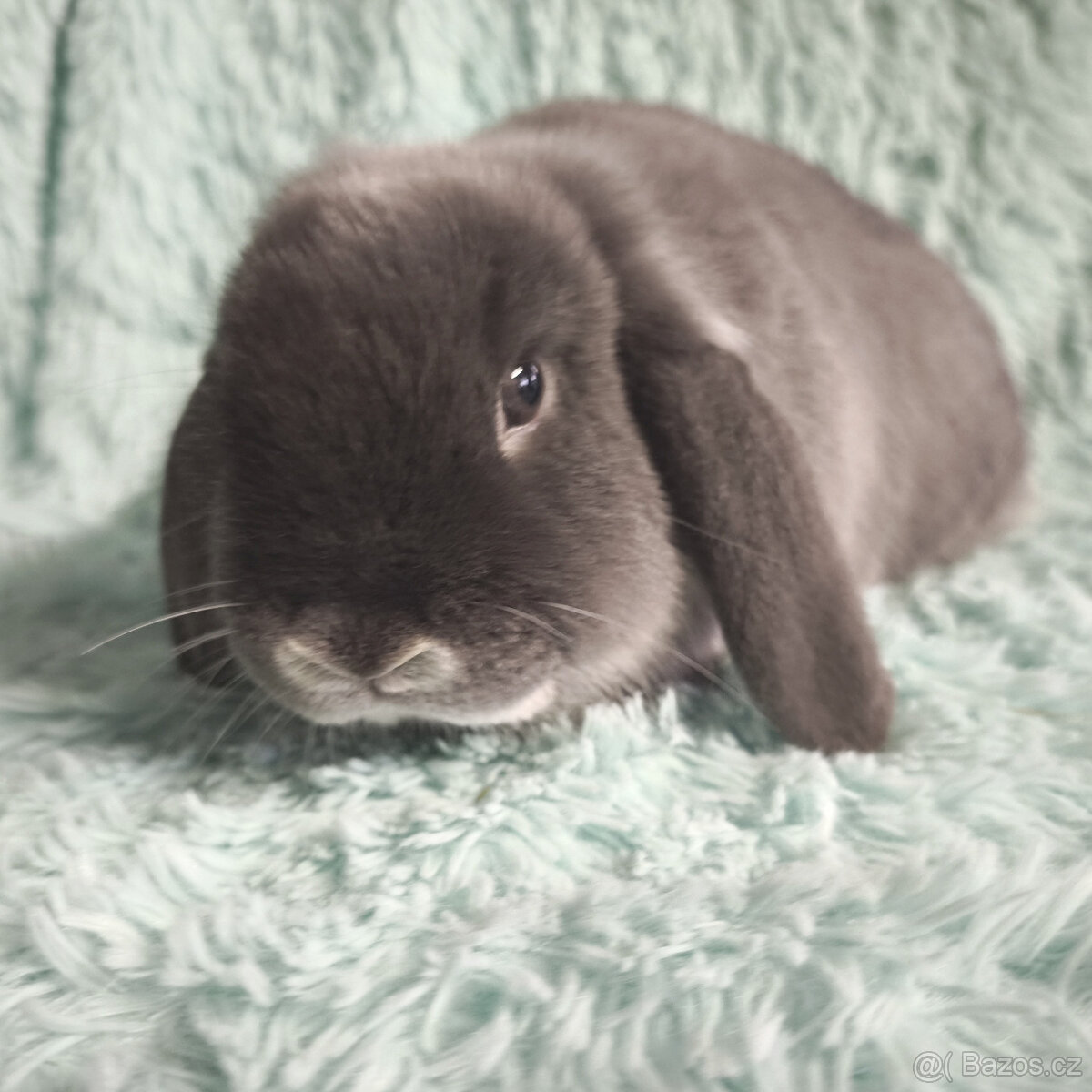 Zakrslý beránek 🍀 O1 🍀 - 2