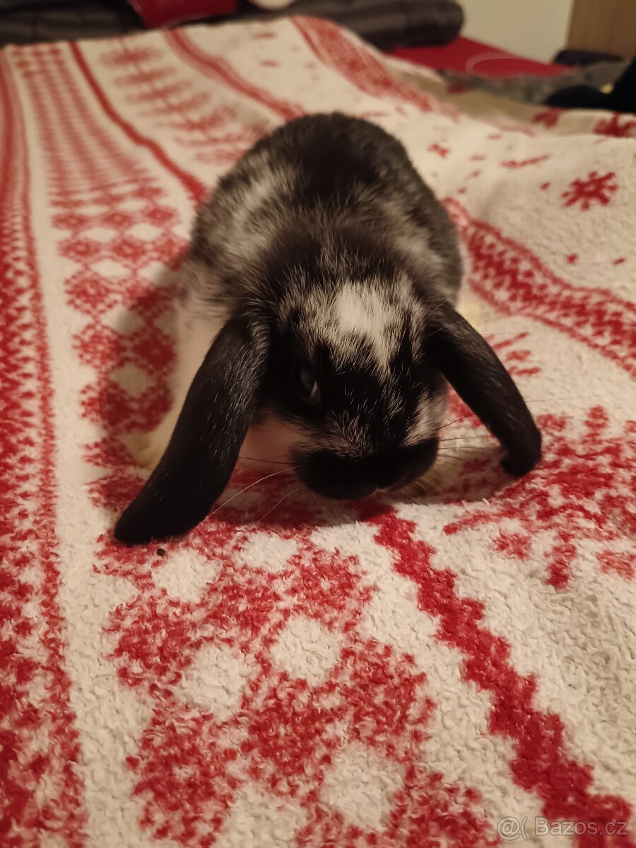 Zakrslý králík králíček Minilop, Lev - 2