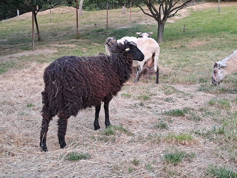 Původní Valaška - 2