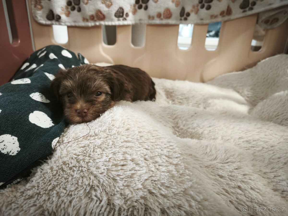 Yorkšírský teriér – štěně (bez PP) - 2