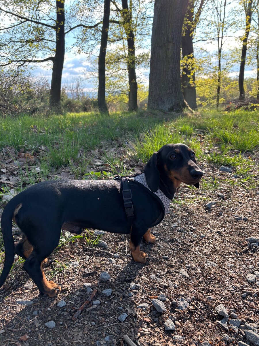 Nabízím jezevčíka ke krytí - 2