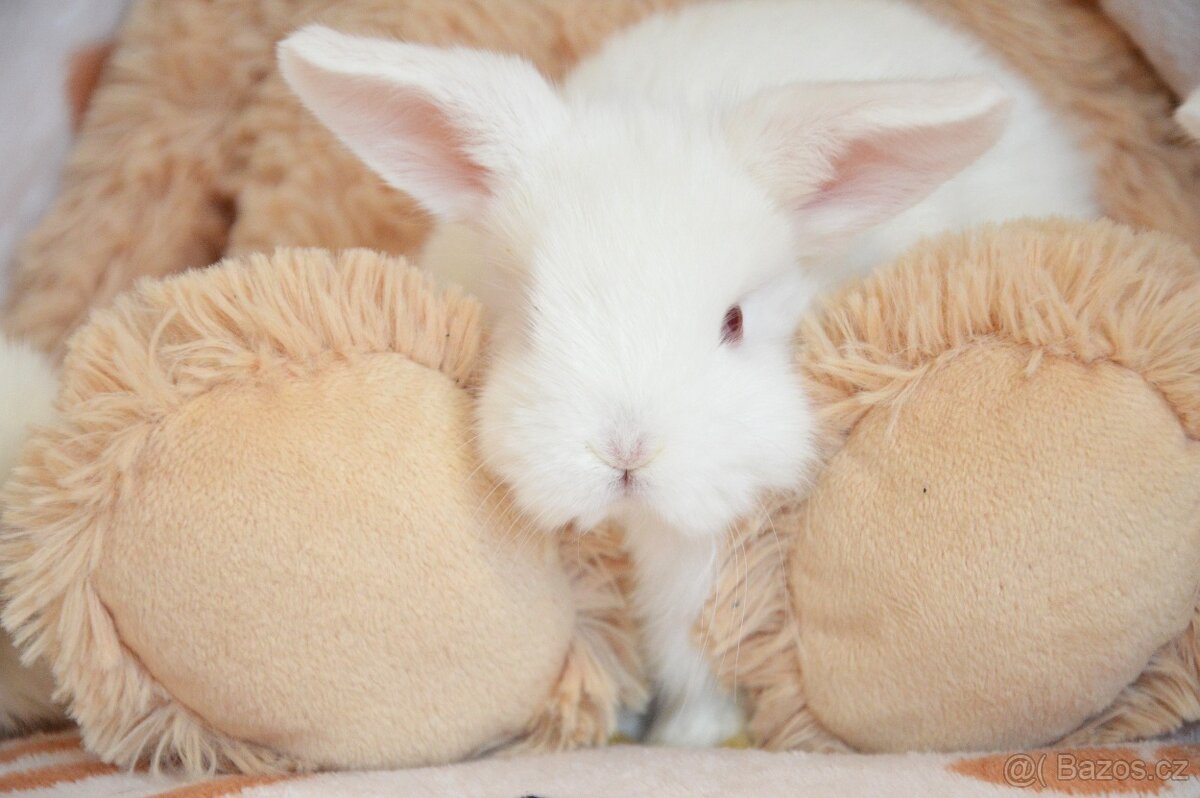 Zakrslý králík - beran - 2