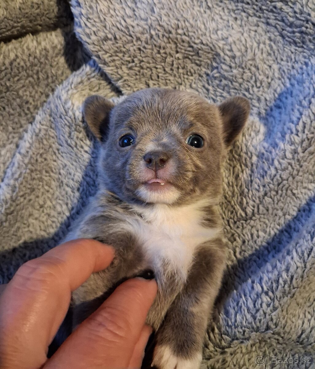 Čivava modrá mini - 2