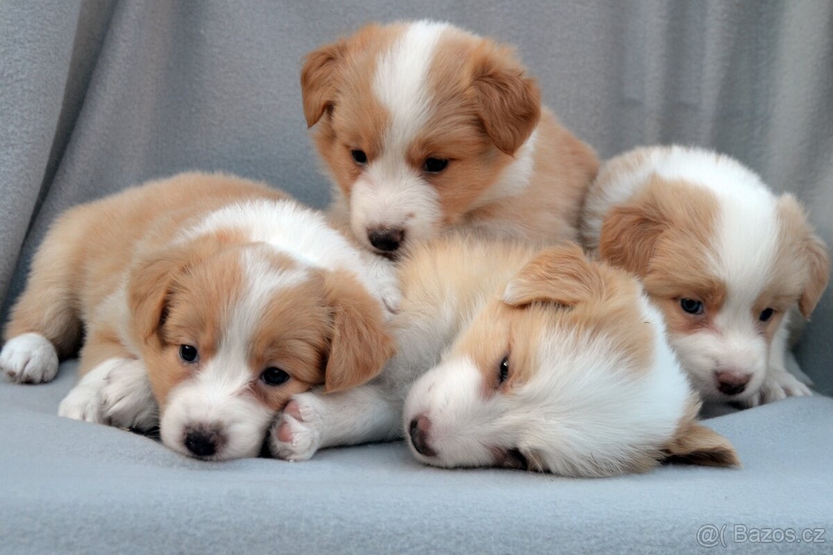 Border Kolie S PP - 2