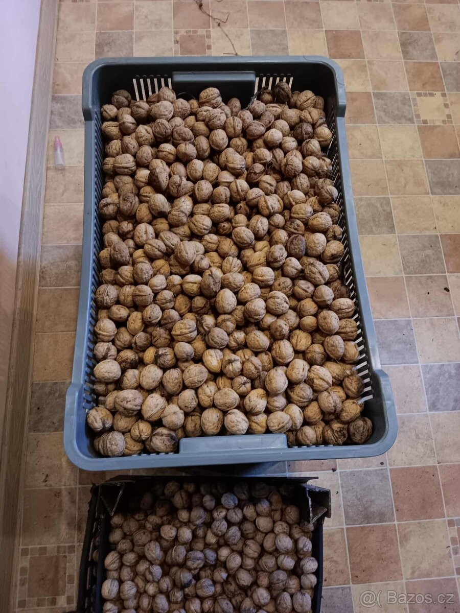 Vlašské ořechy - 2