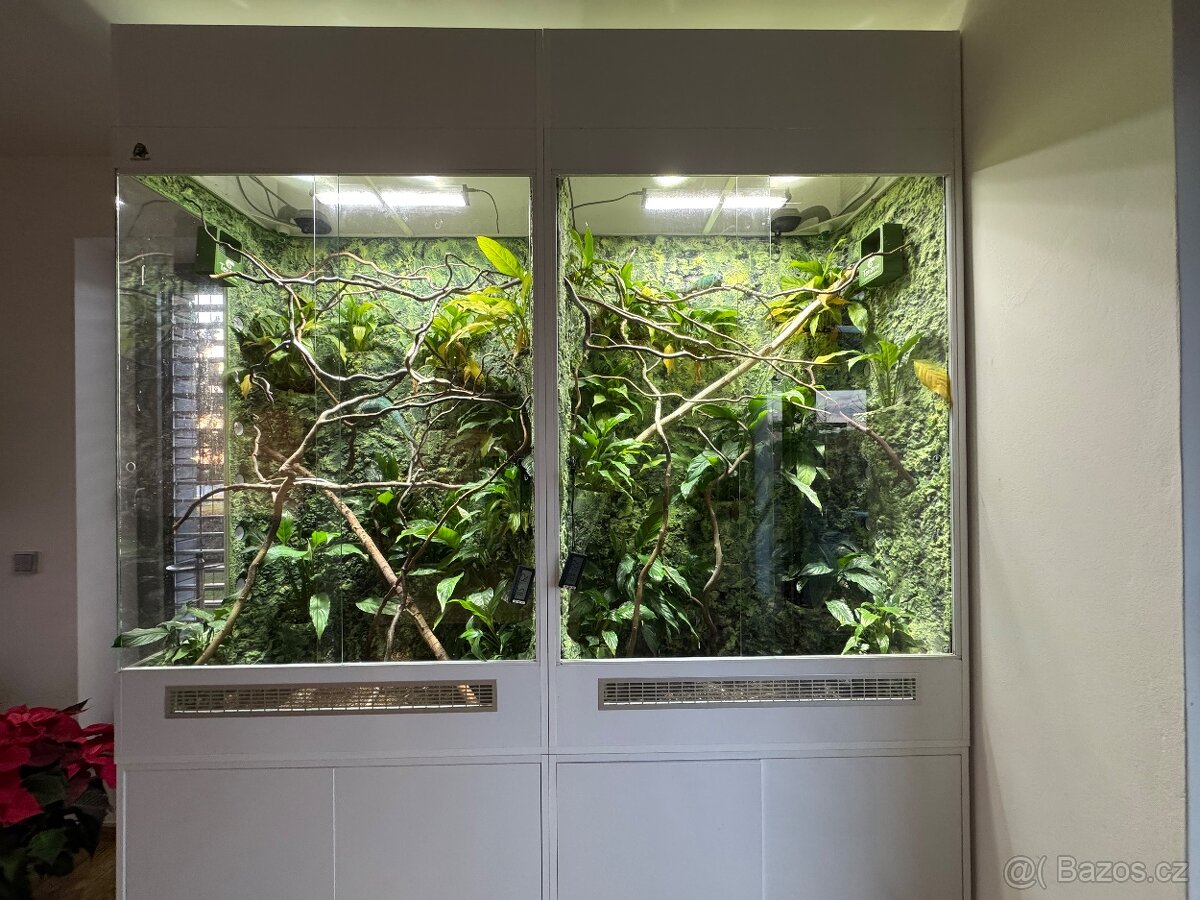 Terárium pro chameleony kompletní výbava i se zvířaty - 2