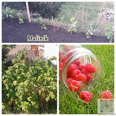 semínka, zelenina, bylinky, koření, okrasné květiny a trávy - 2