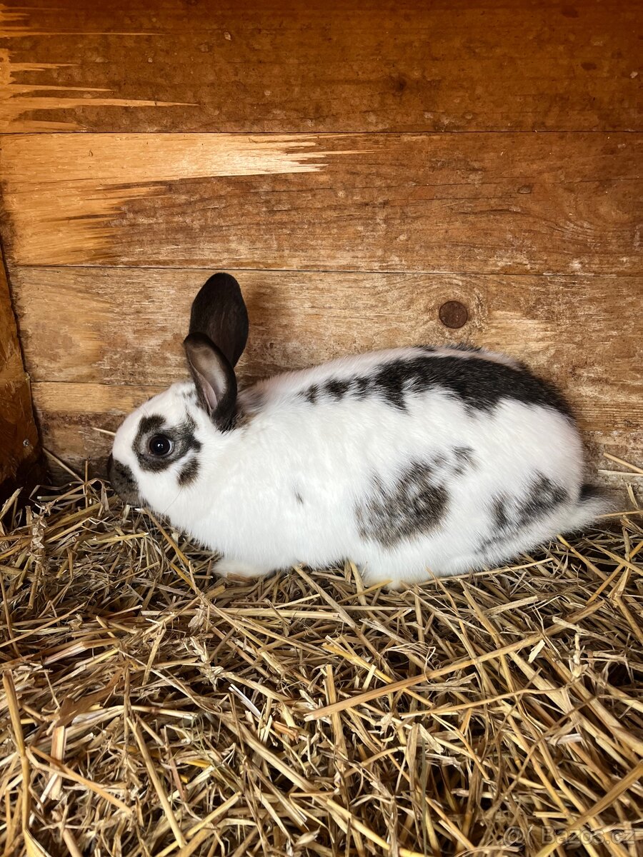 Králíci do chovu. - 2