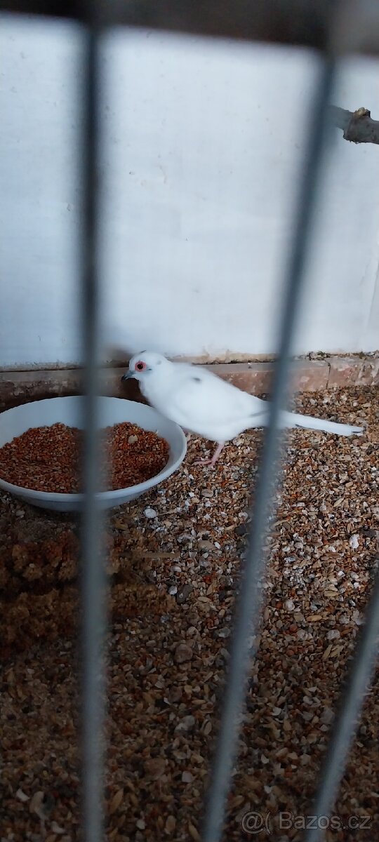 Holoubek diamantovy - 2