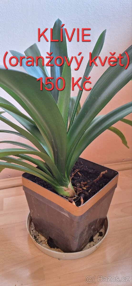 Pokojové rostliny - 2