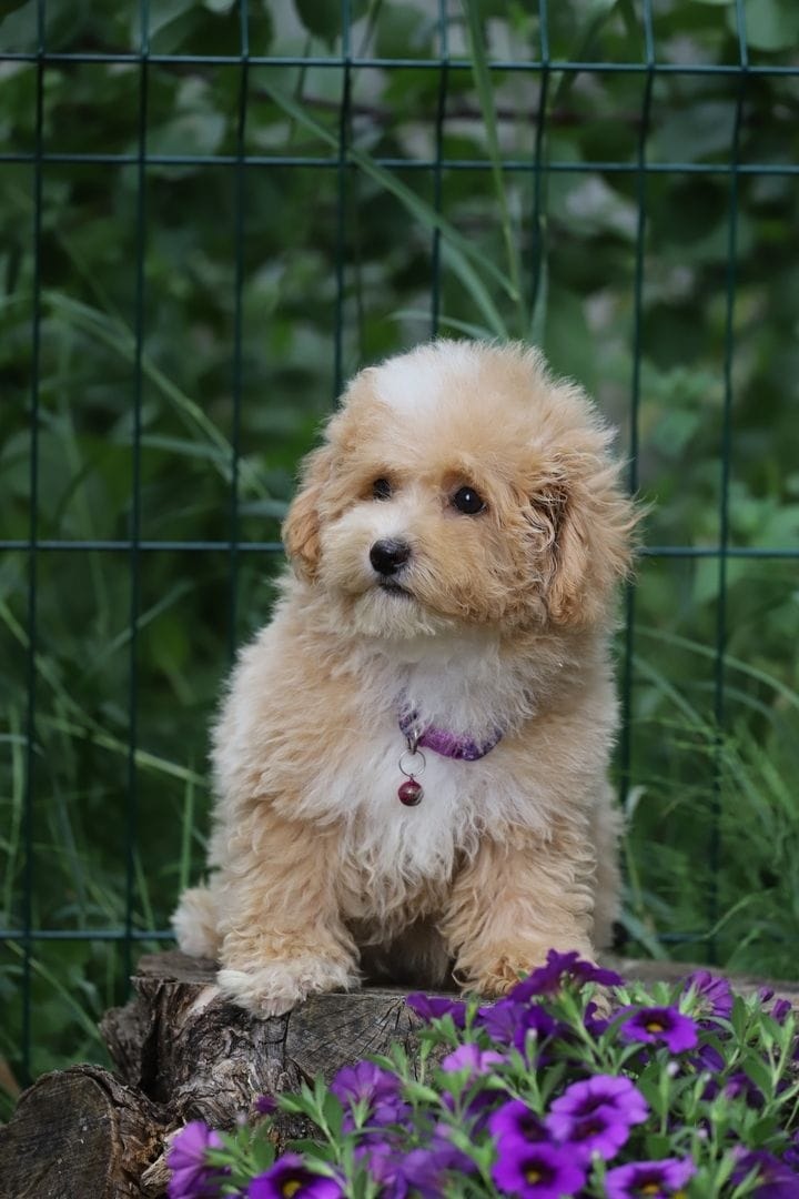 Maltipoo F 1 - 2