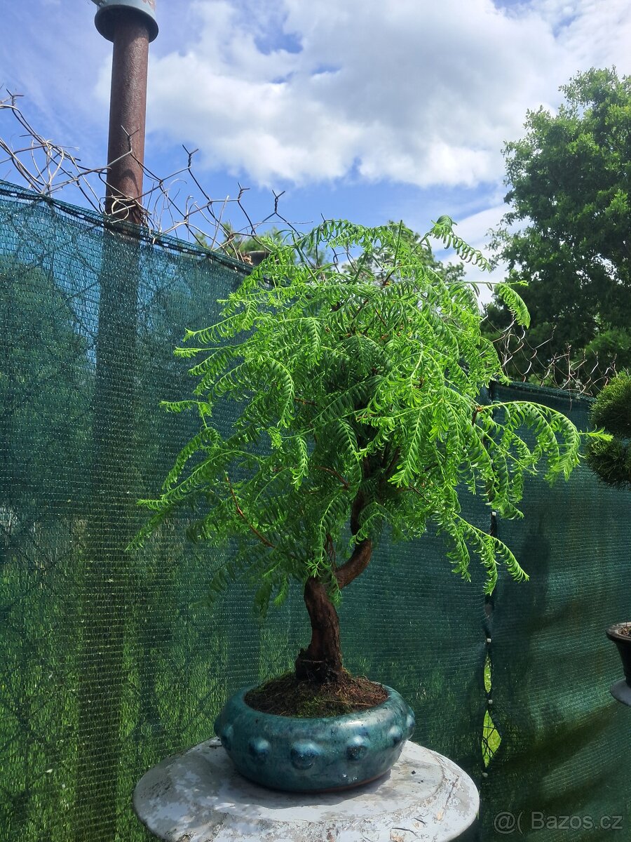 Bonsaj,bonsai Metasekvoj - 2