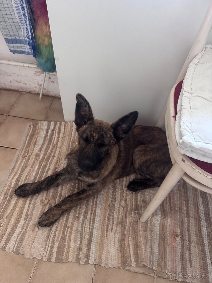 Německý ovčák křížený s holandským - 2