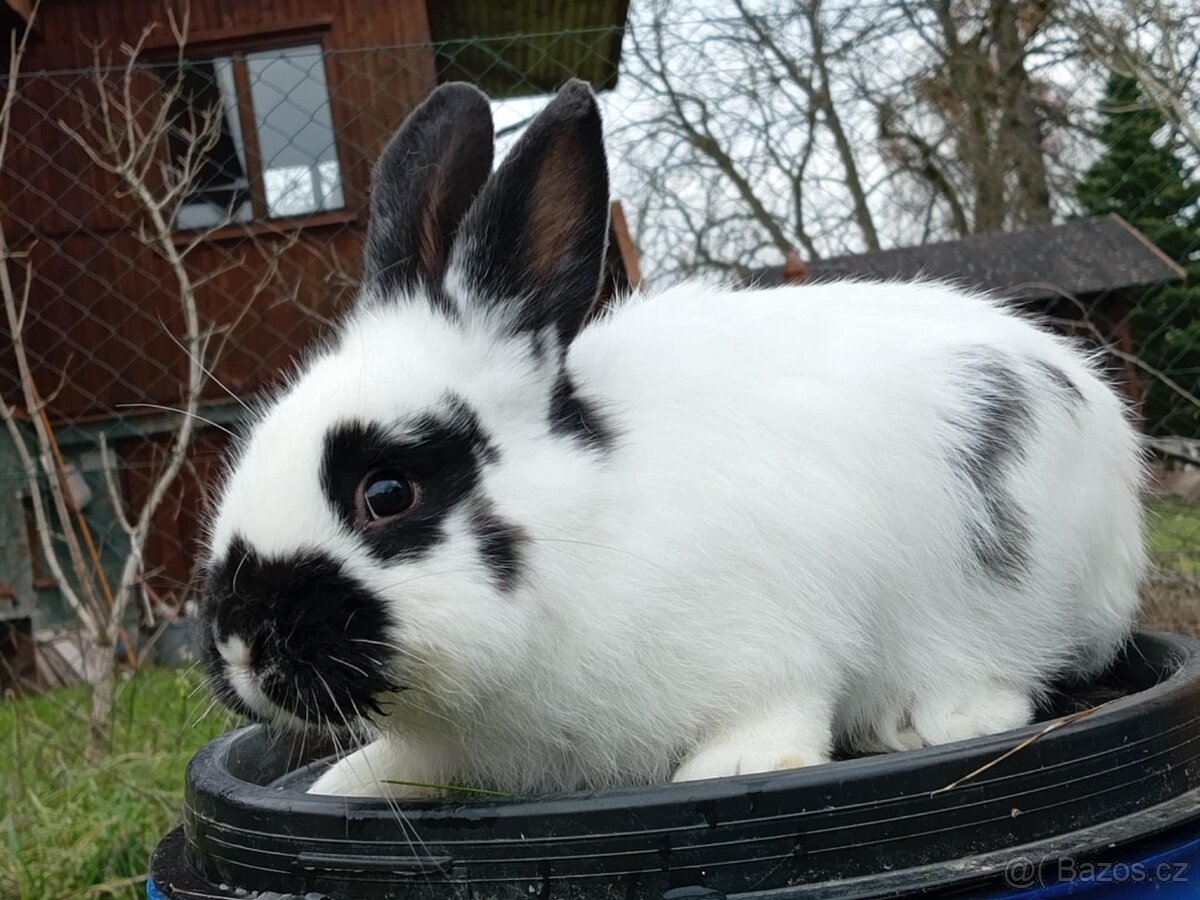 Sameček - NA CHOV ČI MASO 2 - 2