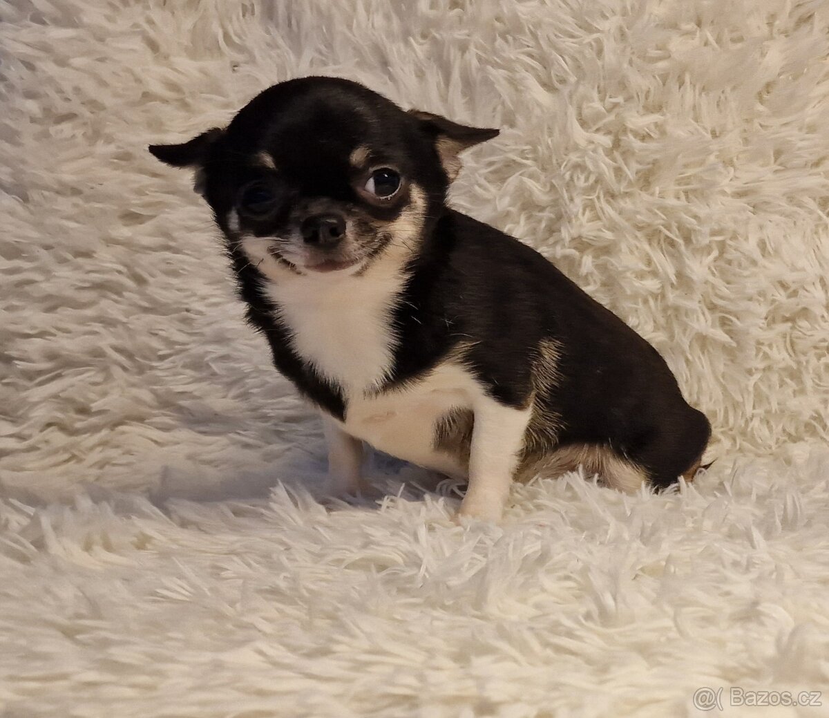 Čivava s pp holčička - 2