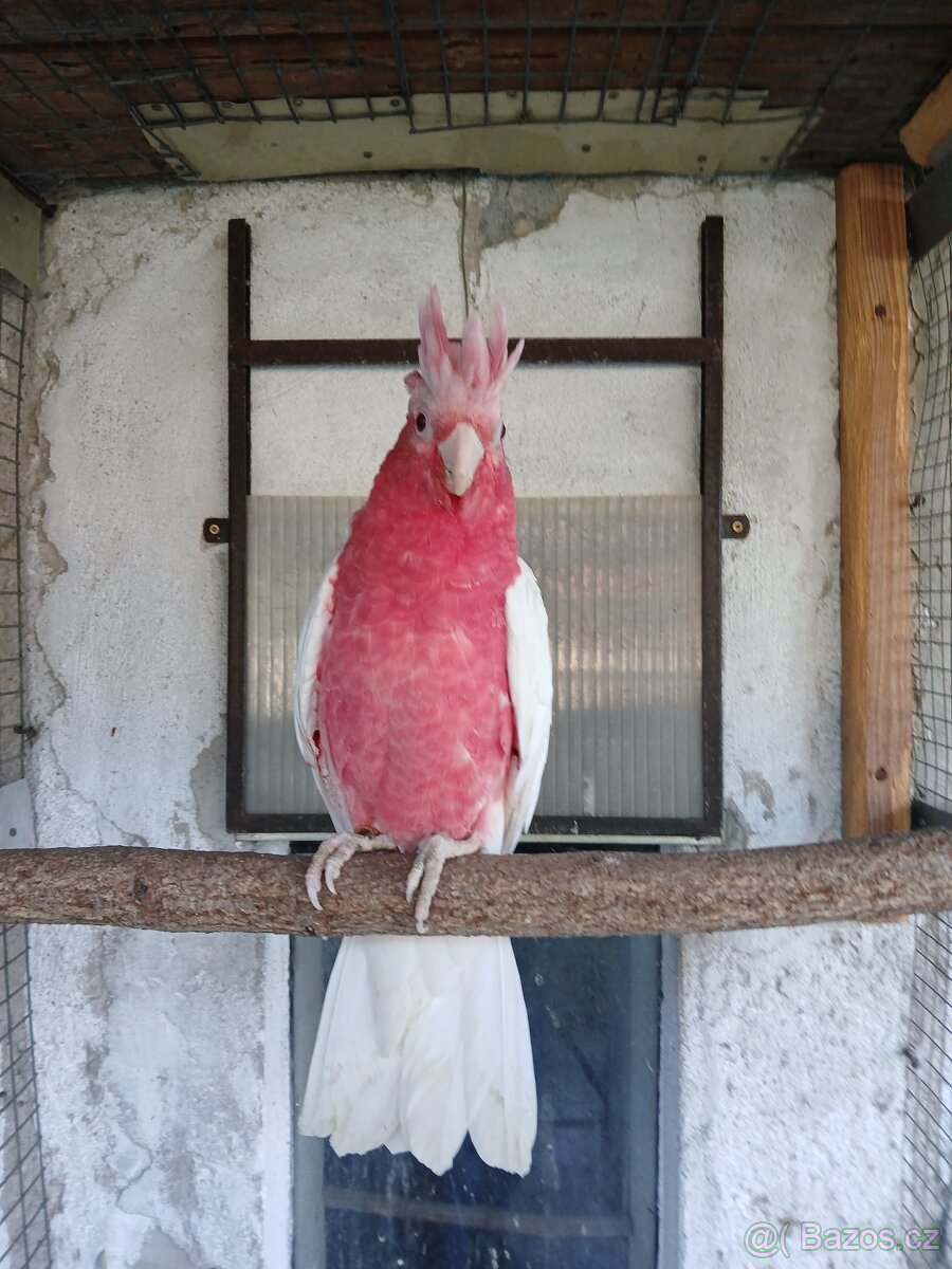 Kakadu růžový lutino - 2