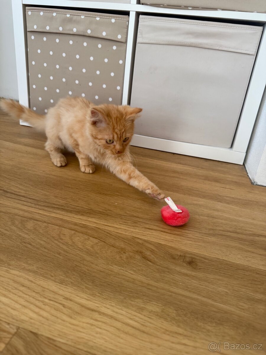 Kocourek, kote, kocour - 2