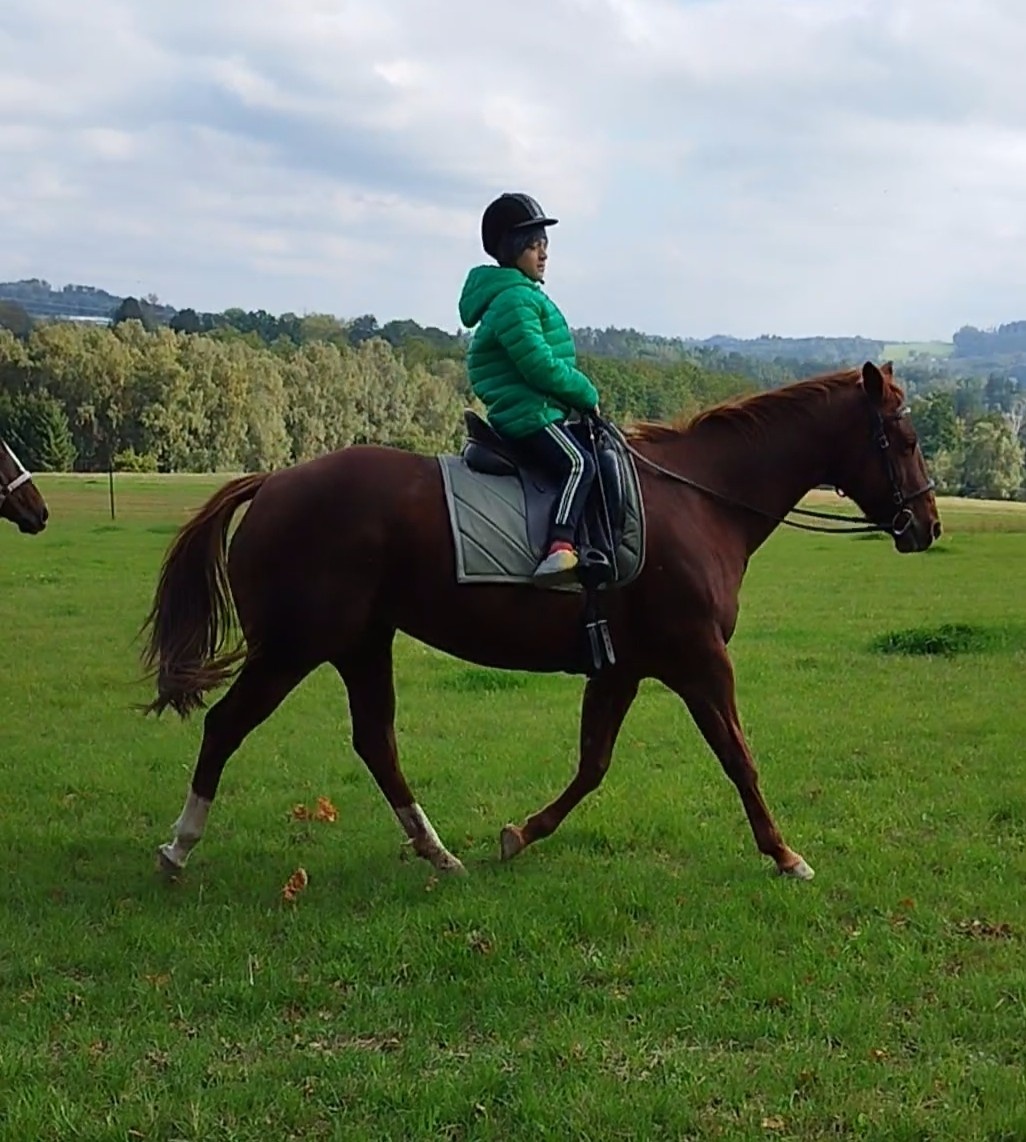 QH kobyla top charakter - 2