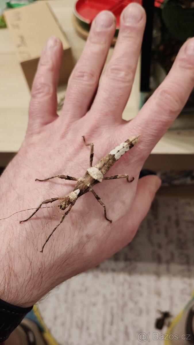 Strašilky - daruji - 2