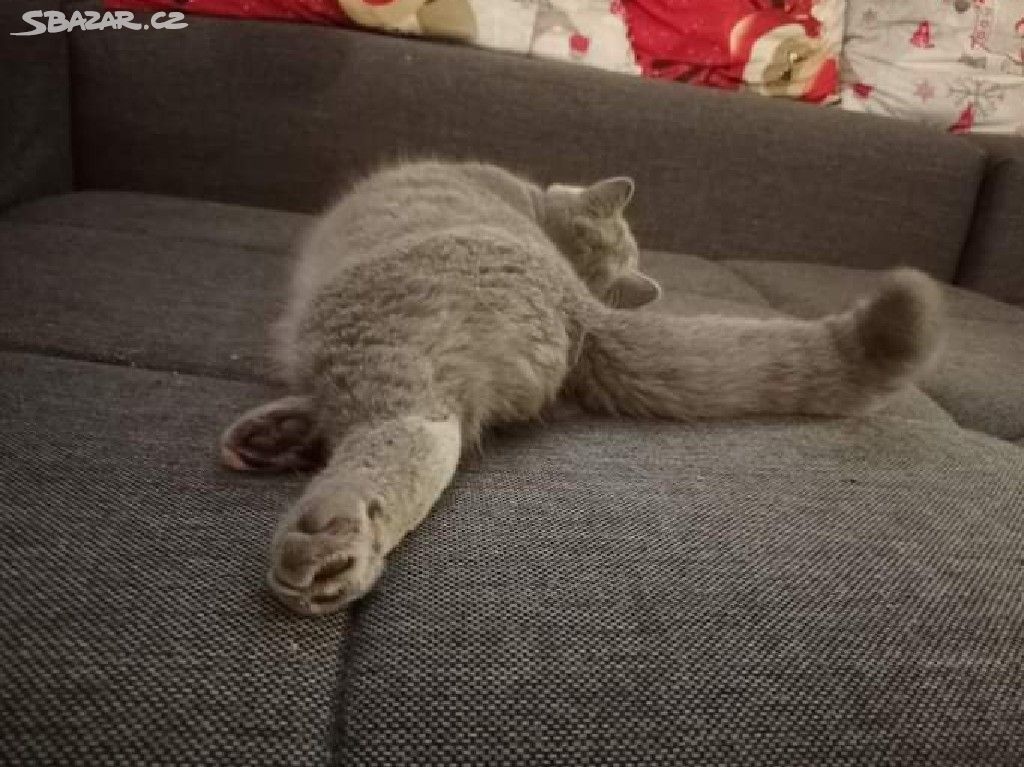 Britský modrý kocour - krytí - 2