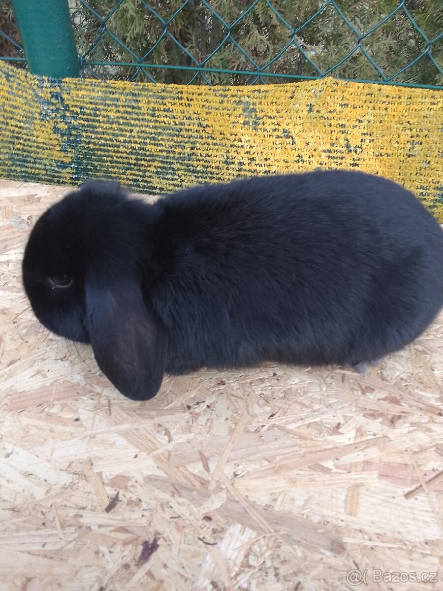 Zakrslý beran černý - 2