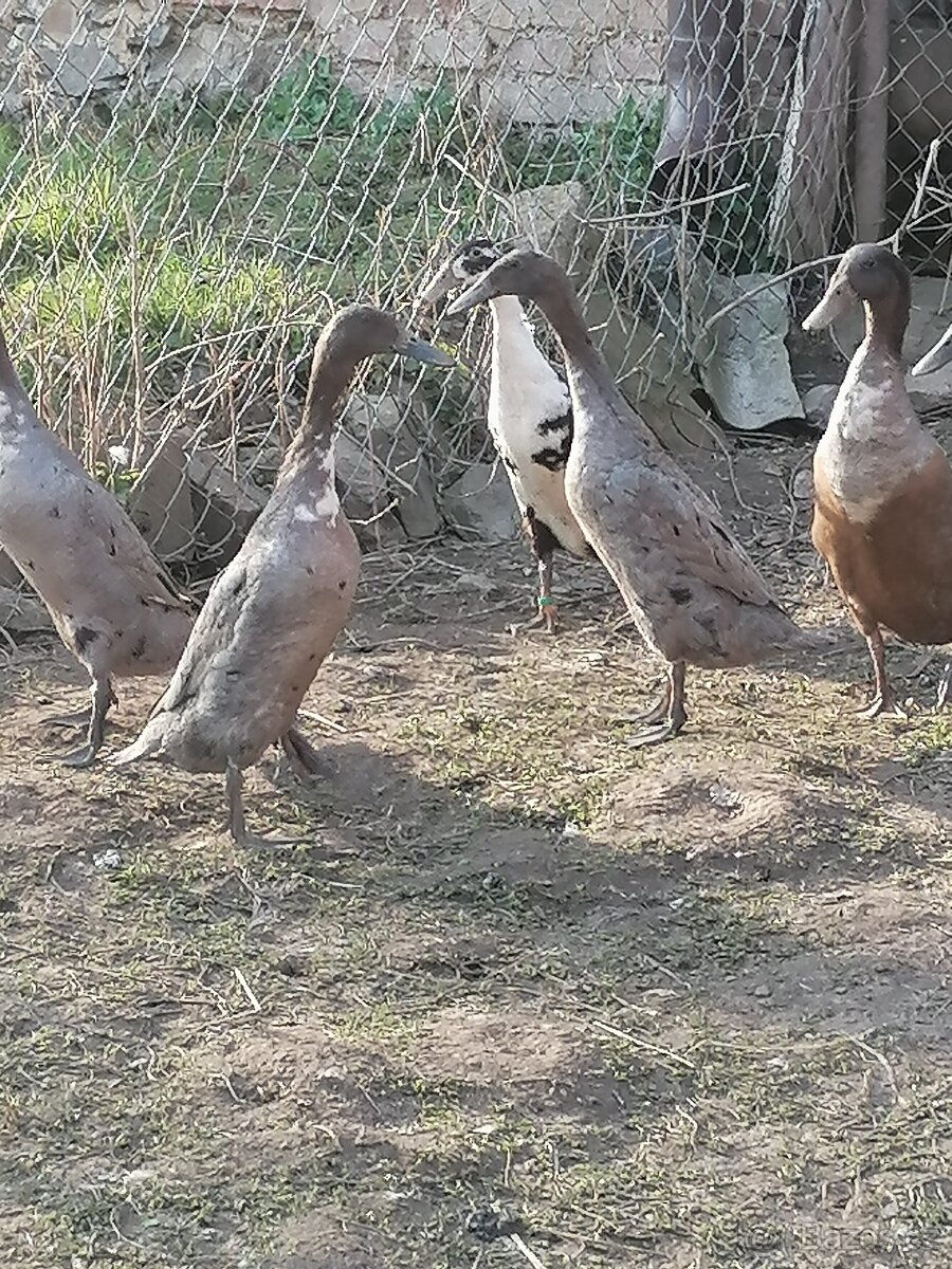 Indický běžec - 2