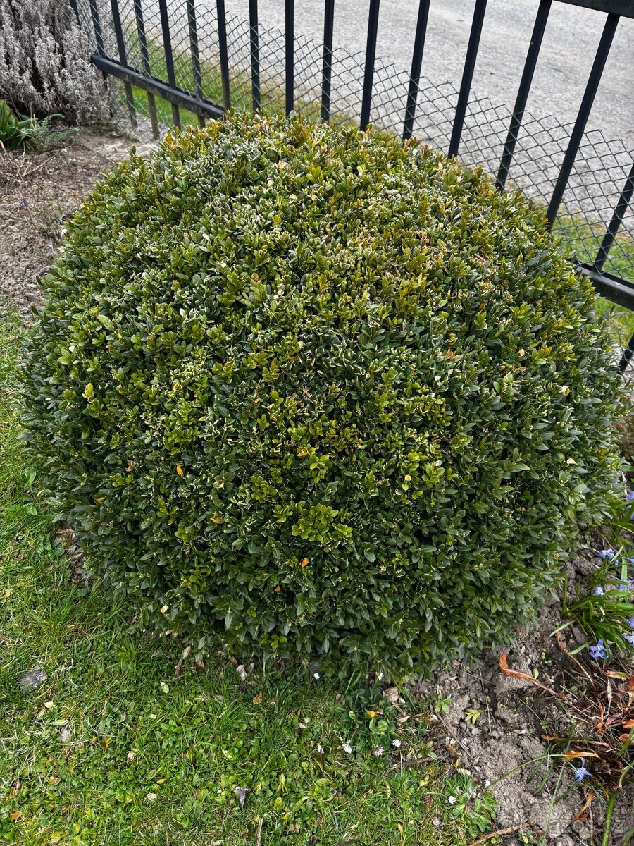 Prodám BUXUS - zimostráz - 2