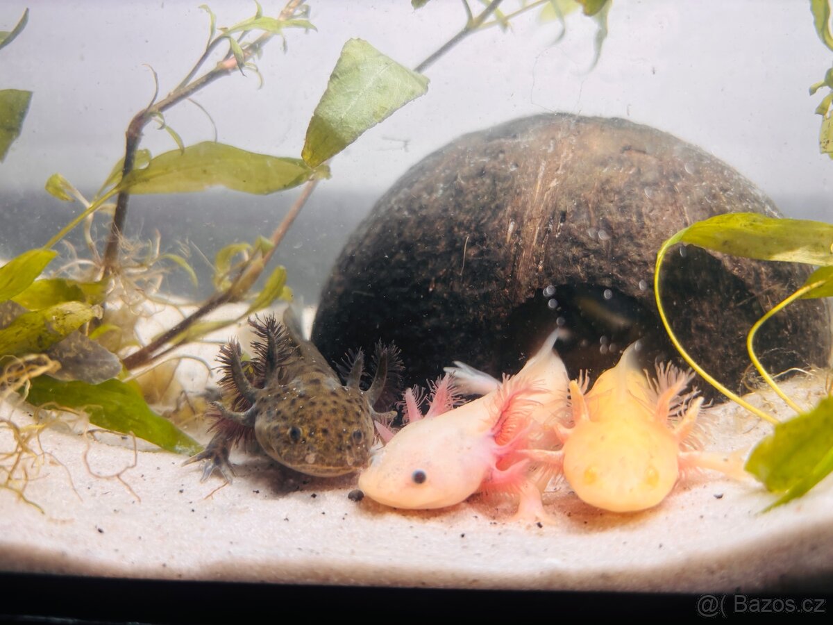 Prodej axolotla - 2