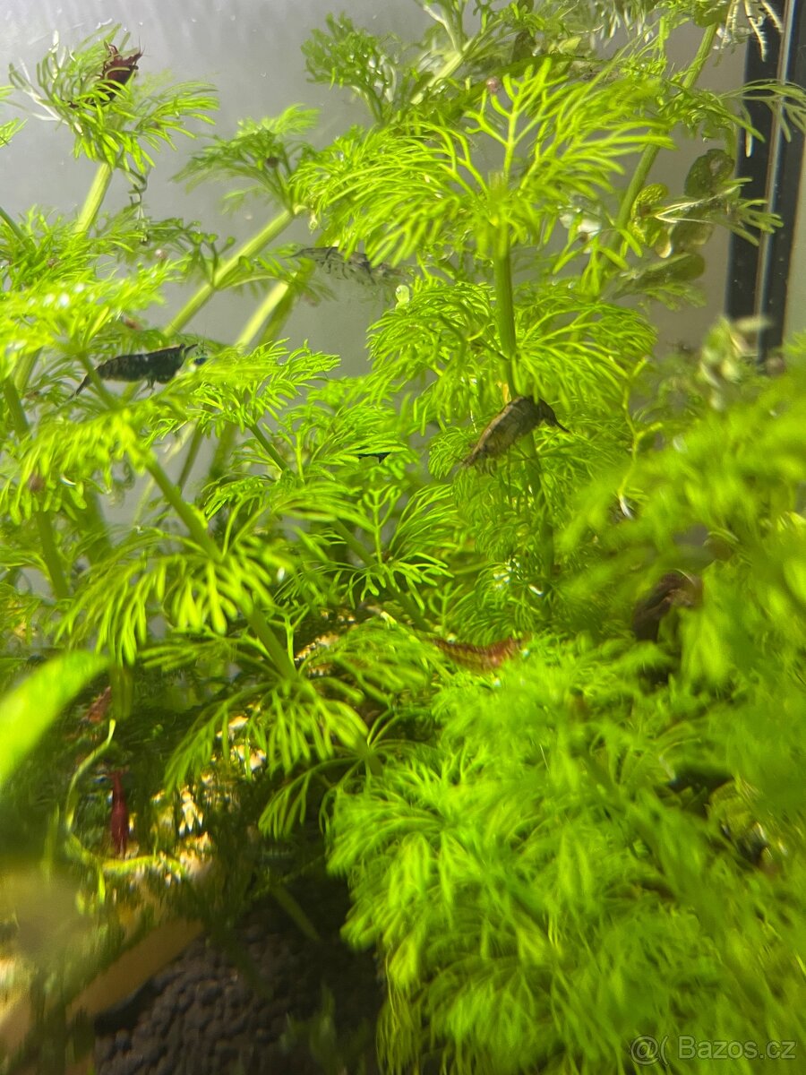 Krevetky neocaridina mix - 2