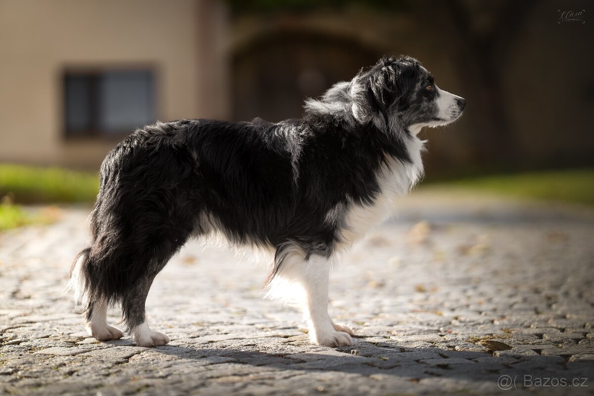 Blue merle bi Miniaturní Americký ovčák / Australský ovčák - 2